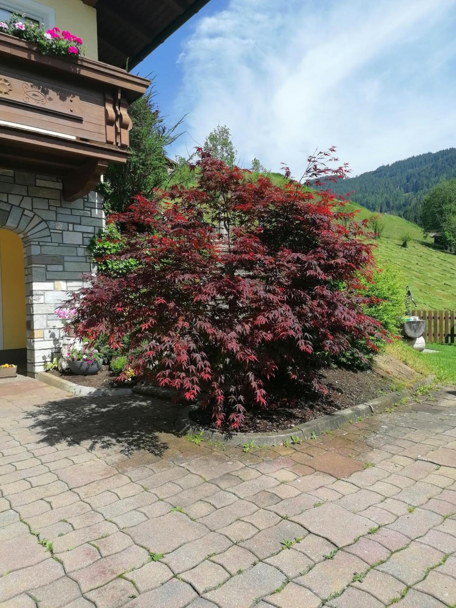 Haus Gumpold 2 Appartement Wagrain Buitenkant foto